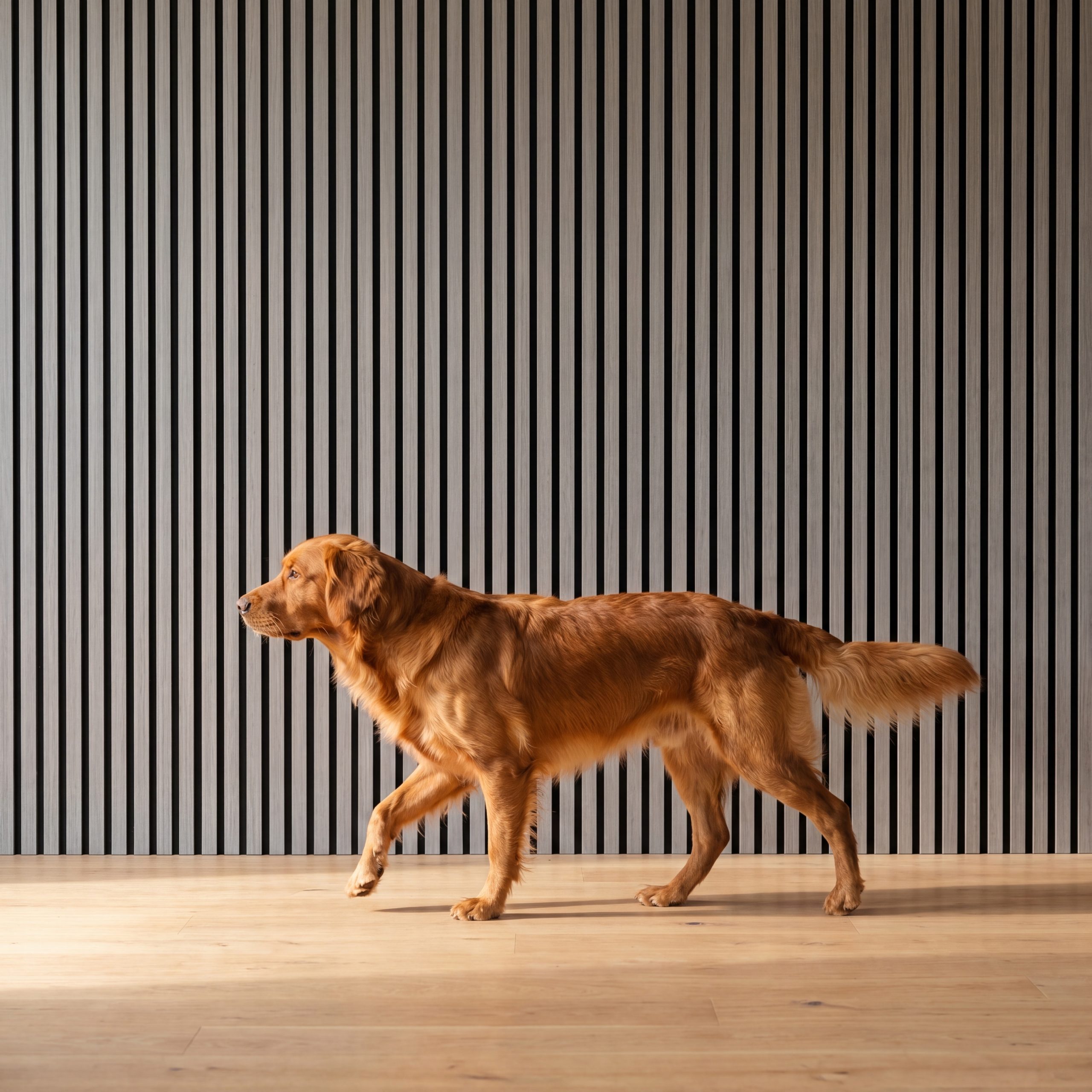 Golden retriever walking in front of 2.4m Alder Grey Wall Panels with grey wood-effect slats and black recycled felt backing.
