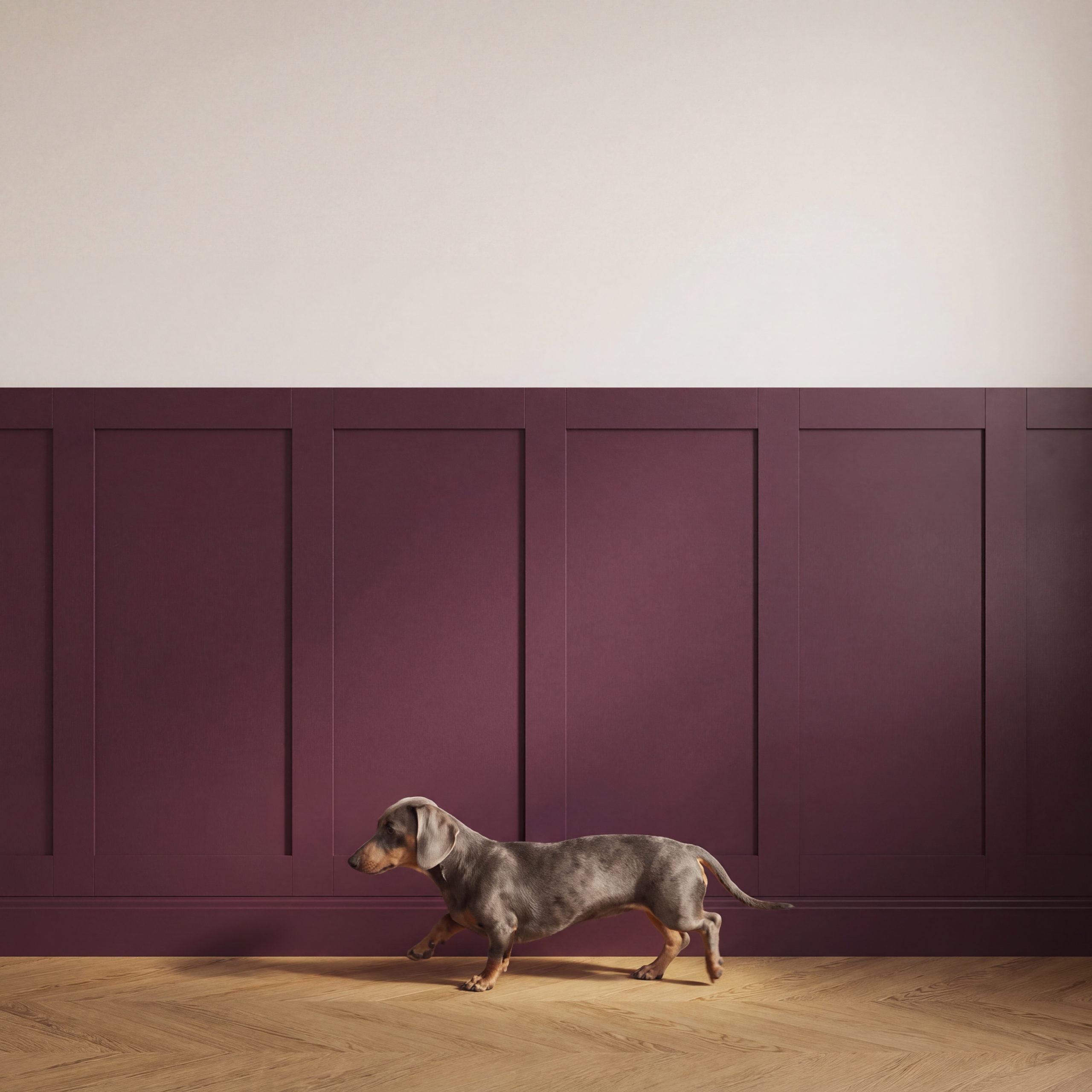 Dachshund walking in front of a painted 1.2m MDF Wall Panel Kit used as half-height wall panelling in a hallway.