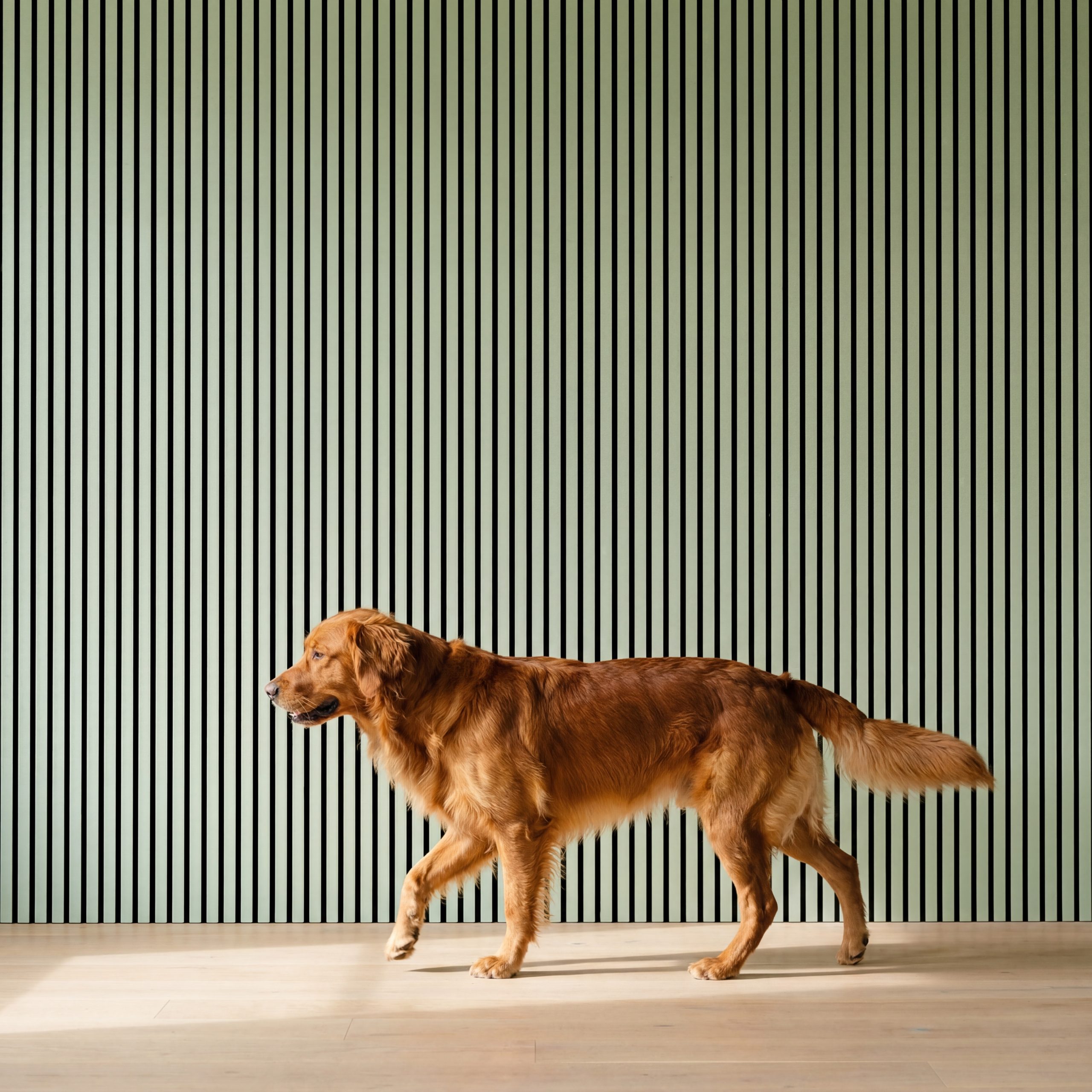 Golden retriever walking in front of Sage Green Melamine Acoustic Wall Panels installed vertically as a modern feature wall.