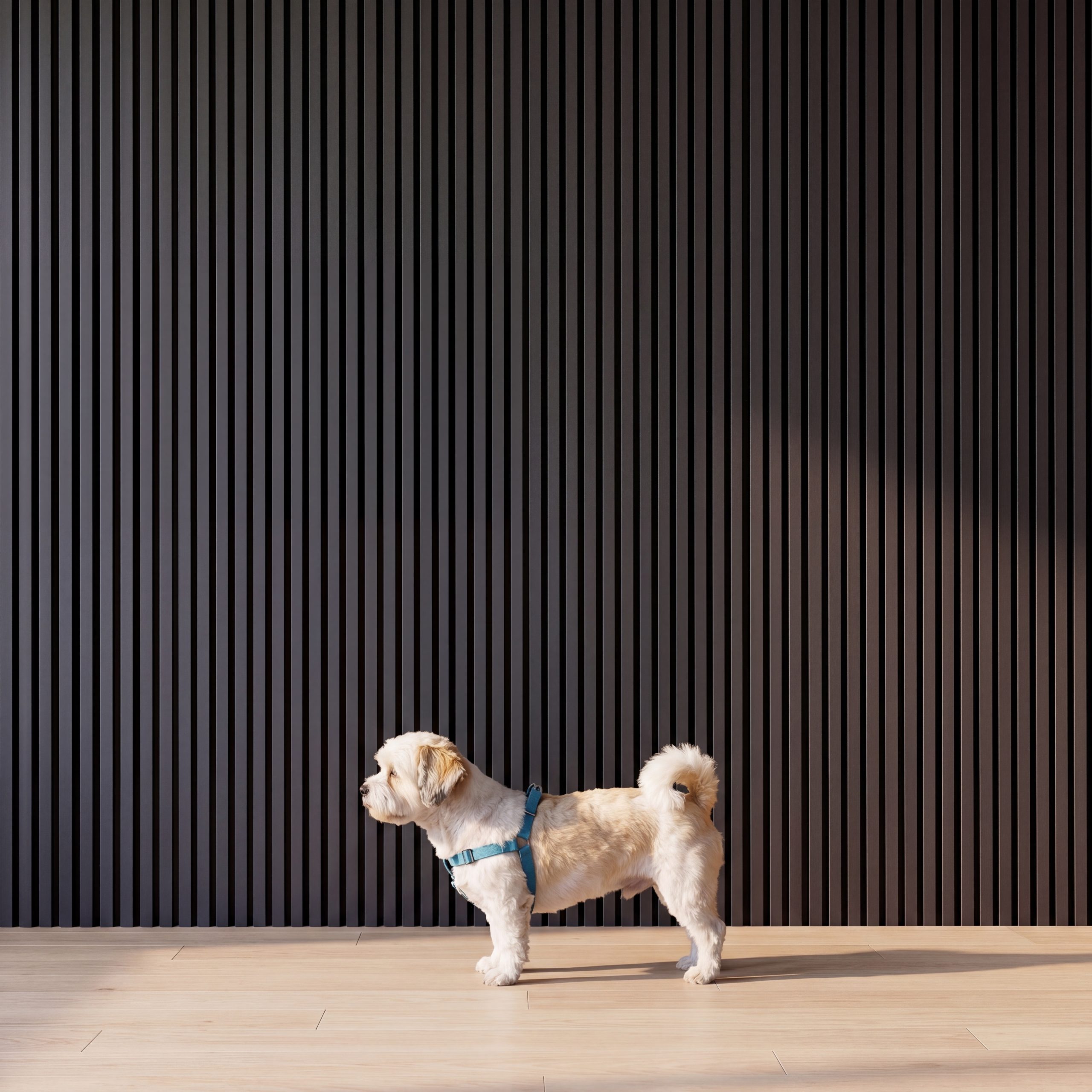 Small white dog standing in front of Smokey Blue Melamine Acoustic Wall Panels installed vertically as a modern feature wall.